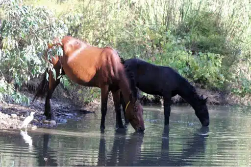 Senderismo Sevilla: mejores rutas y cuidado del medio ambiente 7 corredor verde guadiamar