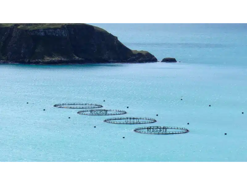 Piscifactorias y Pesca en España,Del Mar a la Mesa 2 piscifactorias españa