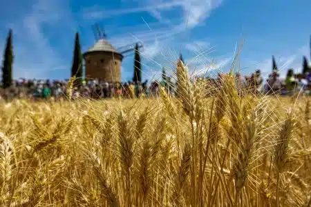 campo