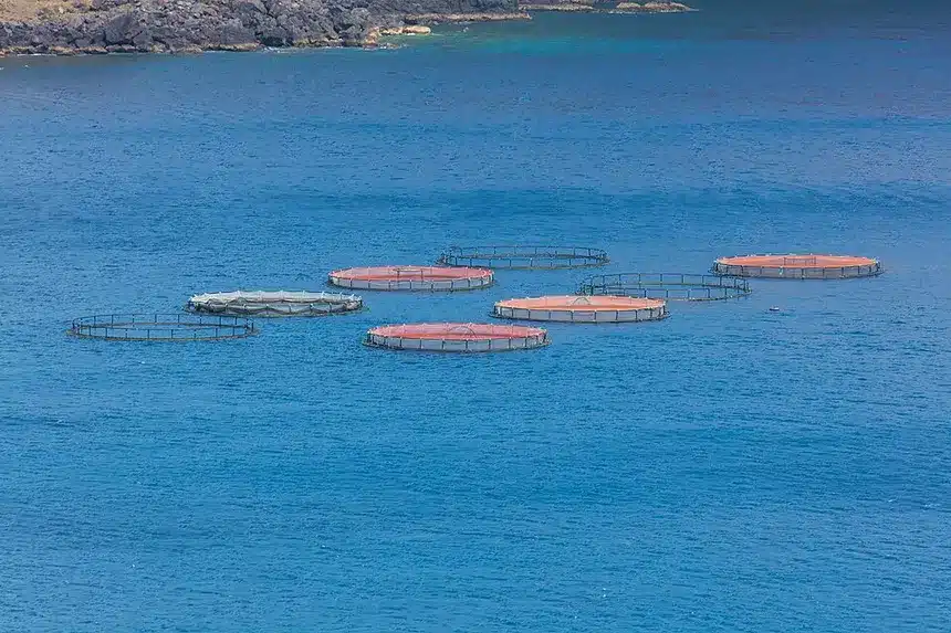 Cómo montar una piscifactoría en España : Trámites y normativas clave 2 piscifactoría