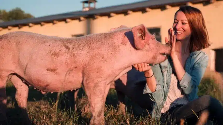 Cierre de explotaciones ganaderas: Por qué fracasan 6 representacion de cerdo contento: Bienestar animal