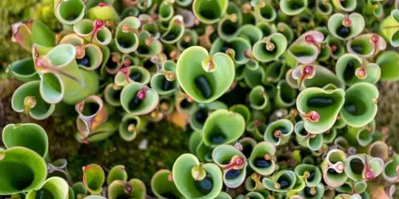 Las 4 tendencias más rentables en jardinería sostenible y viveros 4 especies autoctonas