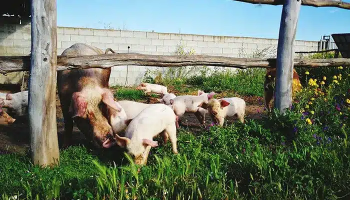 Cierre de explotaciones ganaderas: Por qué fracasan 2 explotaciones ganaderas