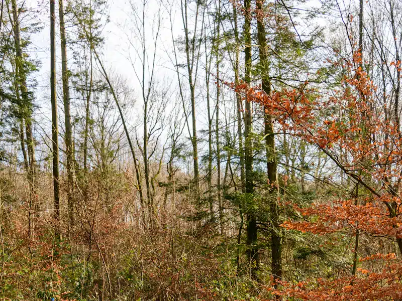 Gestión forestal y del medio natural: 7 claves para avanzar 3 Árboles jóvenes señalizados en una parcela destinada a seguimiento forestal
