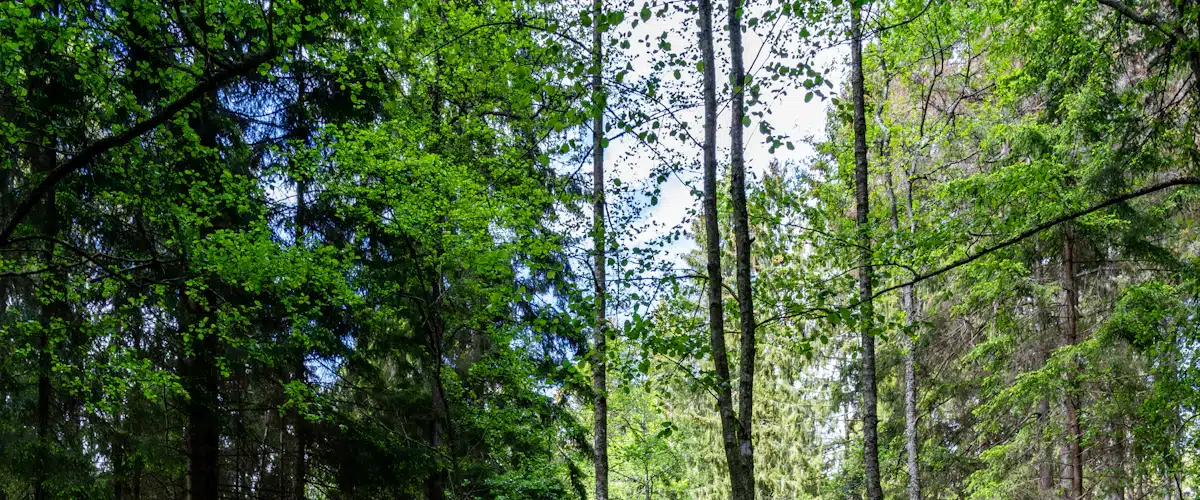 Educación ambiental: qué es, ejemplos y salidas profesionales 8 Arroyo atraviesa un bosque húmedo dentro de una zona natural protegida