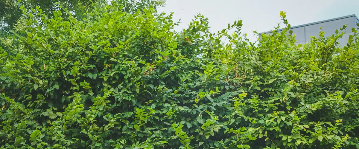 Educación ambiental: qué es, ejemplos y salidas profesionales 6 Cinco contenedores de reciclaje de colores junto a un seto verde