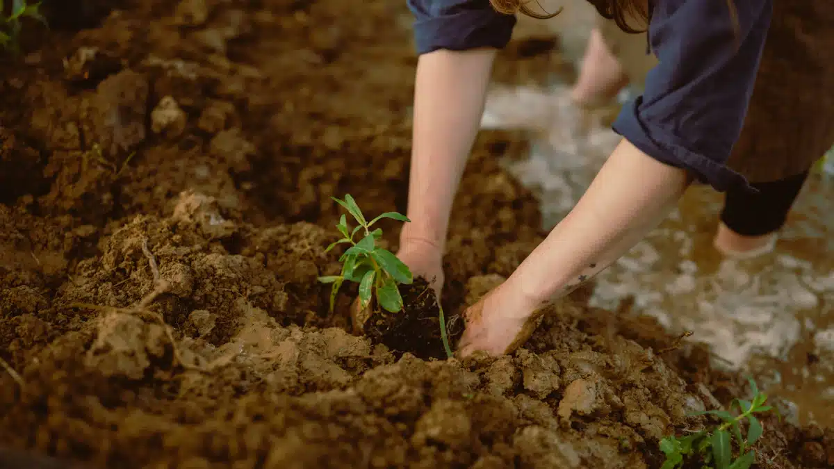 Educación ambiental: qué es, ejemplos y salidas profesionales 9 Manos colocan una planta joven en suelo fértil durante restauración