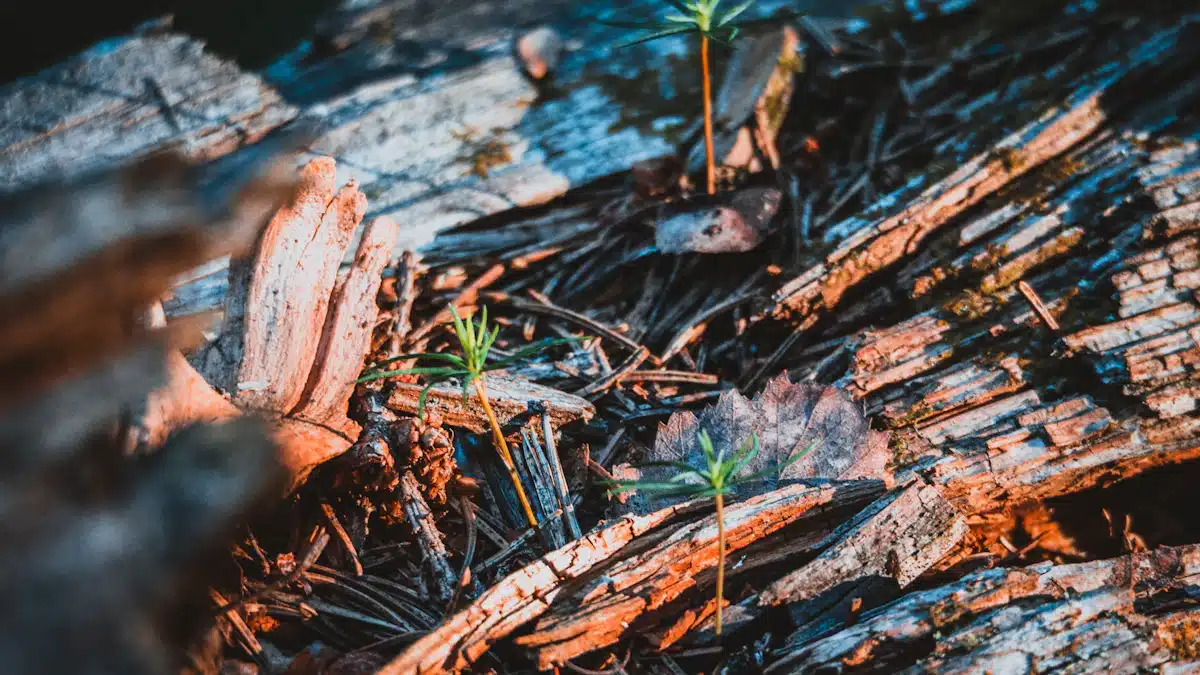 Gestión forestal y del medio natural: 7 claves para avanzar 9 Plántulas de pino creciendo sobre madera en descomposición dentro del bosque