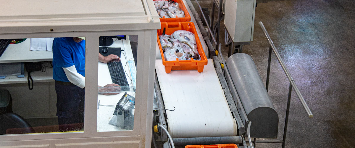 Seguridad alimentaria: controles y medidas para garantizar la calidad de los alimentos 6 Trabajadores revisan pescado en una cinta transportadora de una planta alimentaria